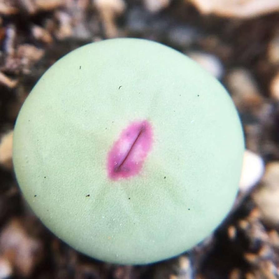 Amazon.co.jp: 多肉植物 Conophytum pageae 抜き苗 1.5cm以上 2