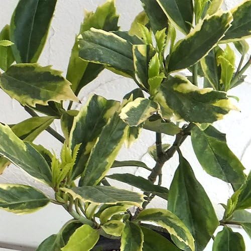 Amazon Co Jp アオキ サルフレアマルギナータ5号ポット 低木 日陰向き ホーム キッチン Amazon Co Jp アオキ サルフレアマルギナータ5号ポット 低木 日陰向き ホーム キッチン