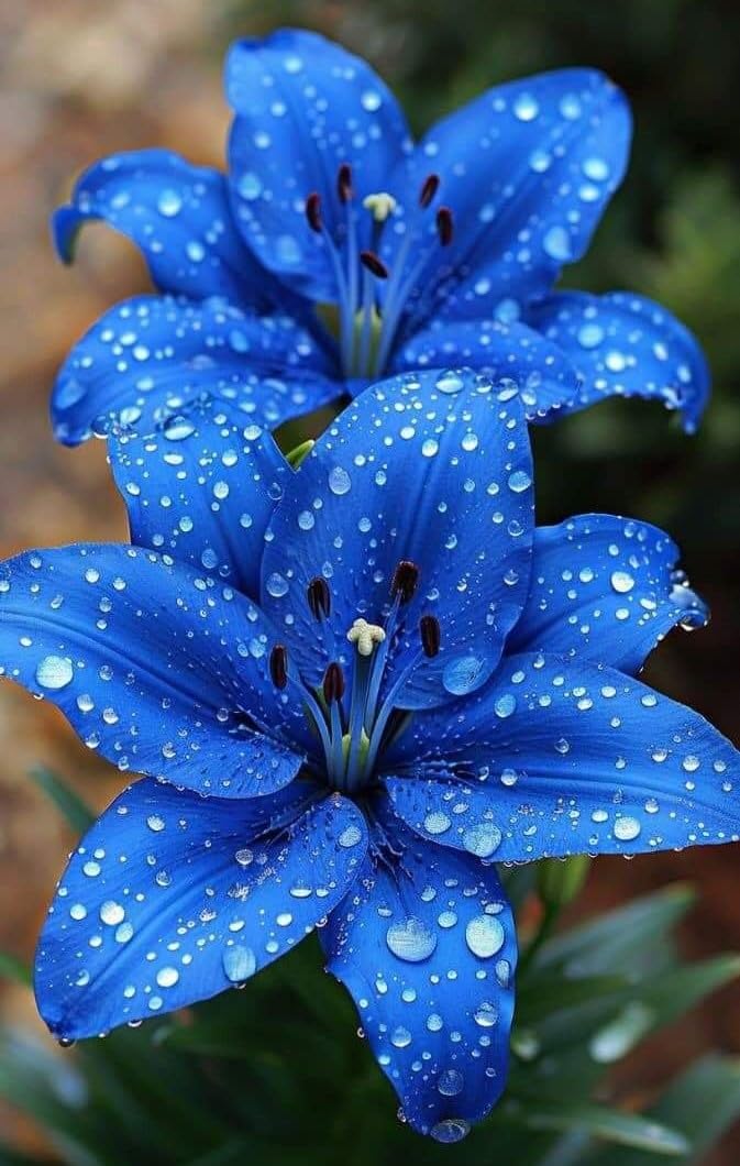 Rare Lily Bulbs UK, Lilies Rhizome for Planting, Hardy Perennial, Excellent Display, Natural Organic-2 Rhizome-F