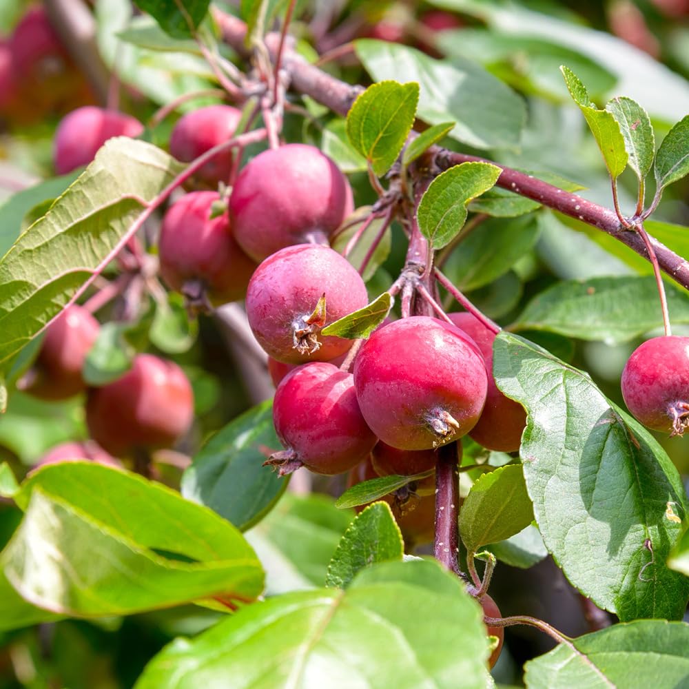 YouGarden Crab Apple 'Red Sentinel' Standard Patio Fruit Tree in a 3L Pot 90cm Tall, Potted Ready to Plant Out Apples Fruit Trees for Gardens and Orchard, Grow Your Own Fruit Trees