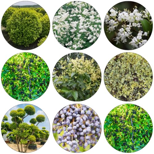 seto de aligustre bonsái semillas de reverdecimiento tejados balcón invernadero seto aligustre jardín semillas hojas perennes 450pcs