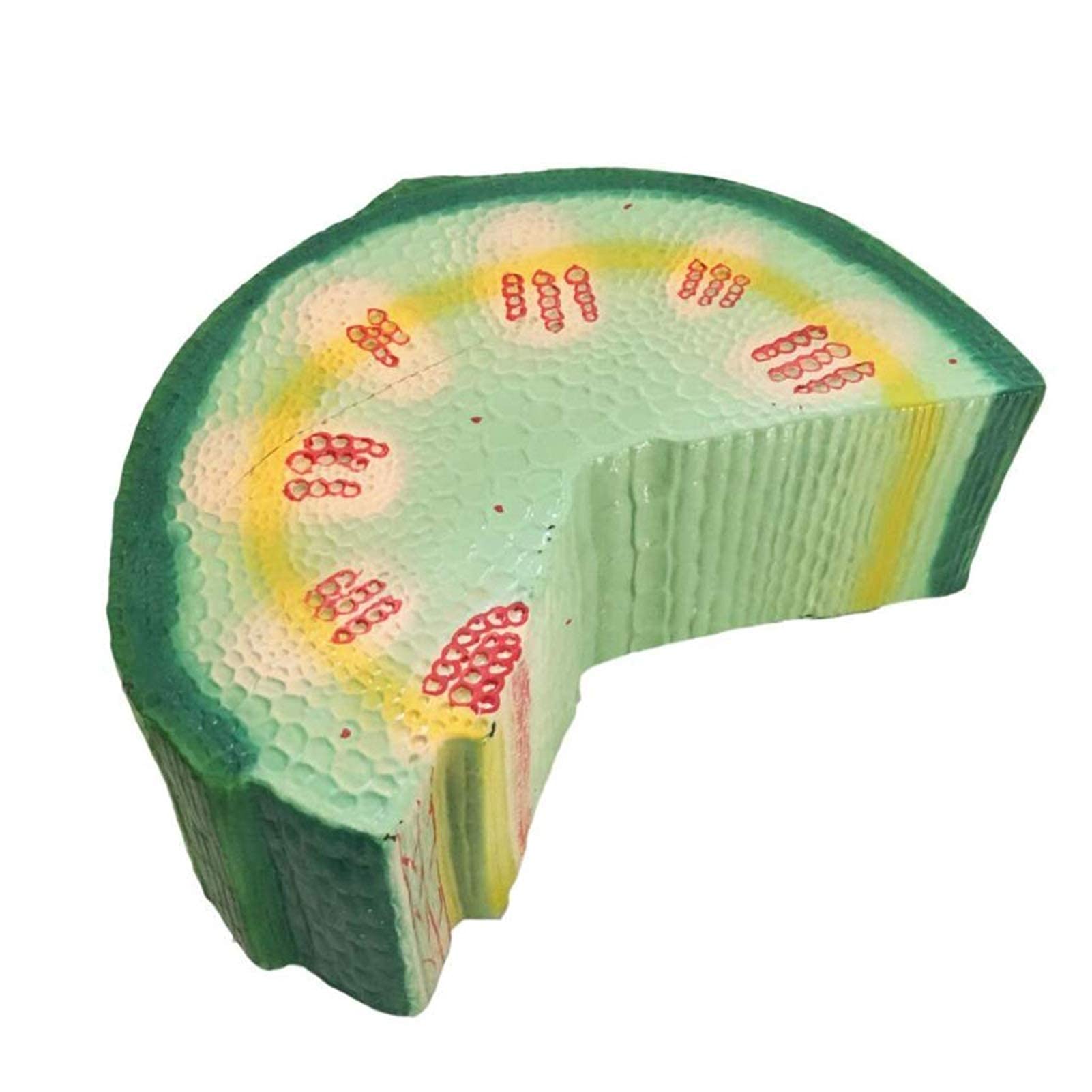 Medical Models, Plant Model Dicotyledonous Herb Stalk Anatomy Model Biological Teaching Instrument Experiment Equipment Medical Education Tool,Monocotyledon