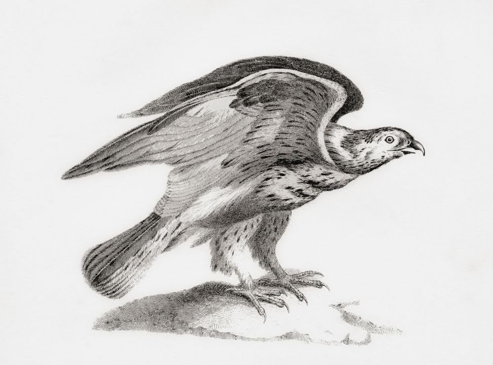 Myszołów z szorstkimi nogami (Buteo lagopus) znany również jako szorstki jastrząb i sokół z szorstkimi nogami. Z The National Encyclopaedia: A Dictionary of Universal Knowledge opublikowany ok. 1890