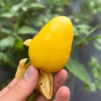 Tomatillo Seeds Chupon de Malinalco Seeds 25 Seeds 25