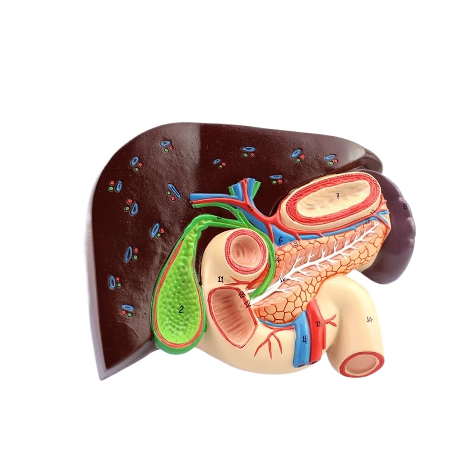 GTHTUHFD Adult Human Liver Pancreas Duodenum Spleen Anatomy Pancreatic Model Medical Science Teaching Resources Toys Educational Kit Set