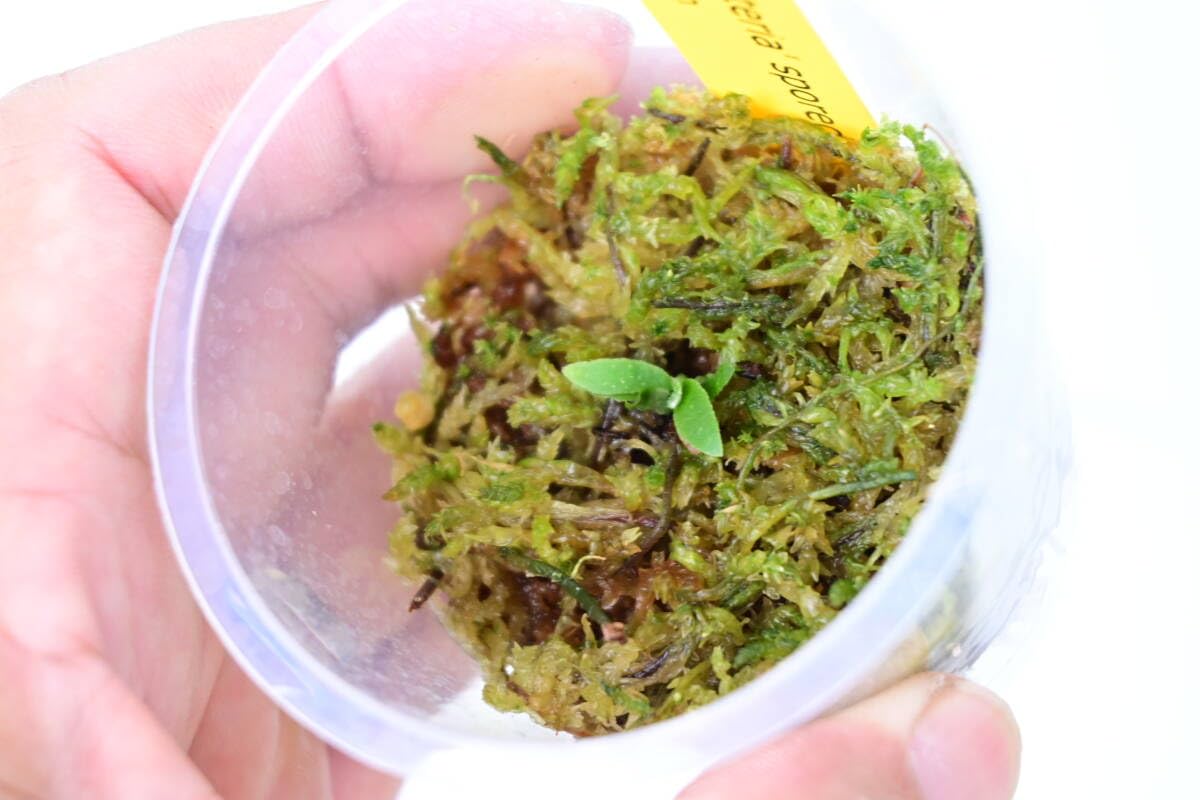 Amazon.co.jp: P.willinckii 'Bacteria' spored⑪ @bikamori.com