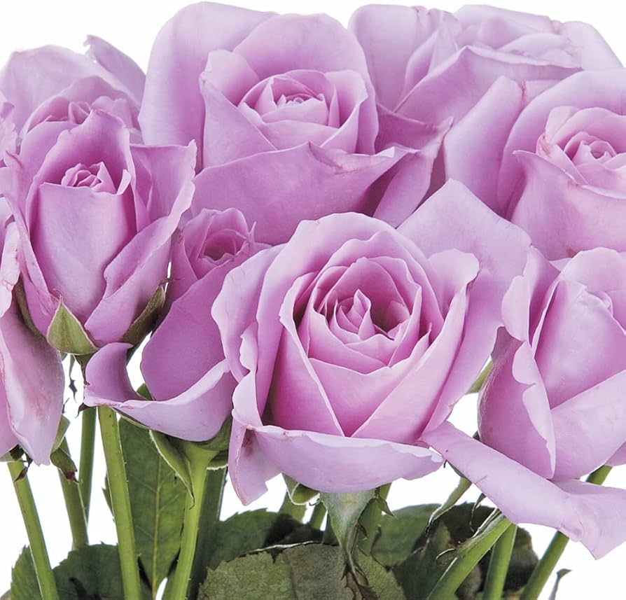 rose rose✨ Ragazza_Roses_Pink_roses_Bloom