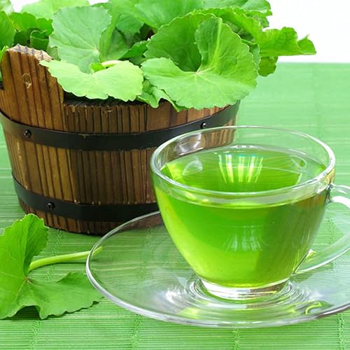 Miniatura 3 de 500 semillas orgánicas prémium de Centella Asiática, Rau Ma, Pennywort, Gotu Kola, semillas de Kodavan - Semillas de hierbas comestibles