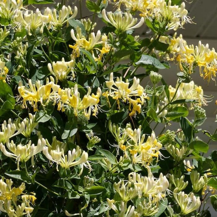 OhhSome Transform Your Walls With White Honeysuckle - A Gorgeous Wall Climber Plant Honey Suckle(1 Plant) (B0C7VWCQKC) Amazon Price History, Amazon Price Tracker