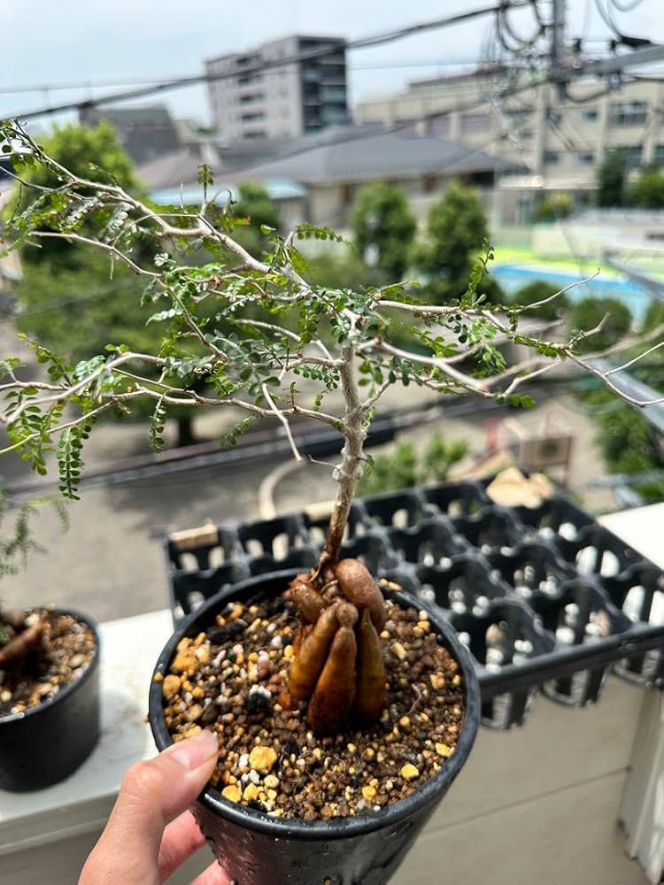 オペルクリカリア パキプス 実生5年 塊根植物 コーデックス 多肉植物