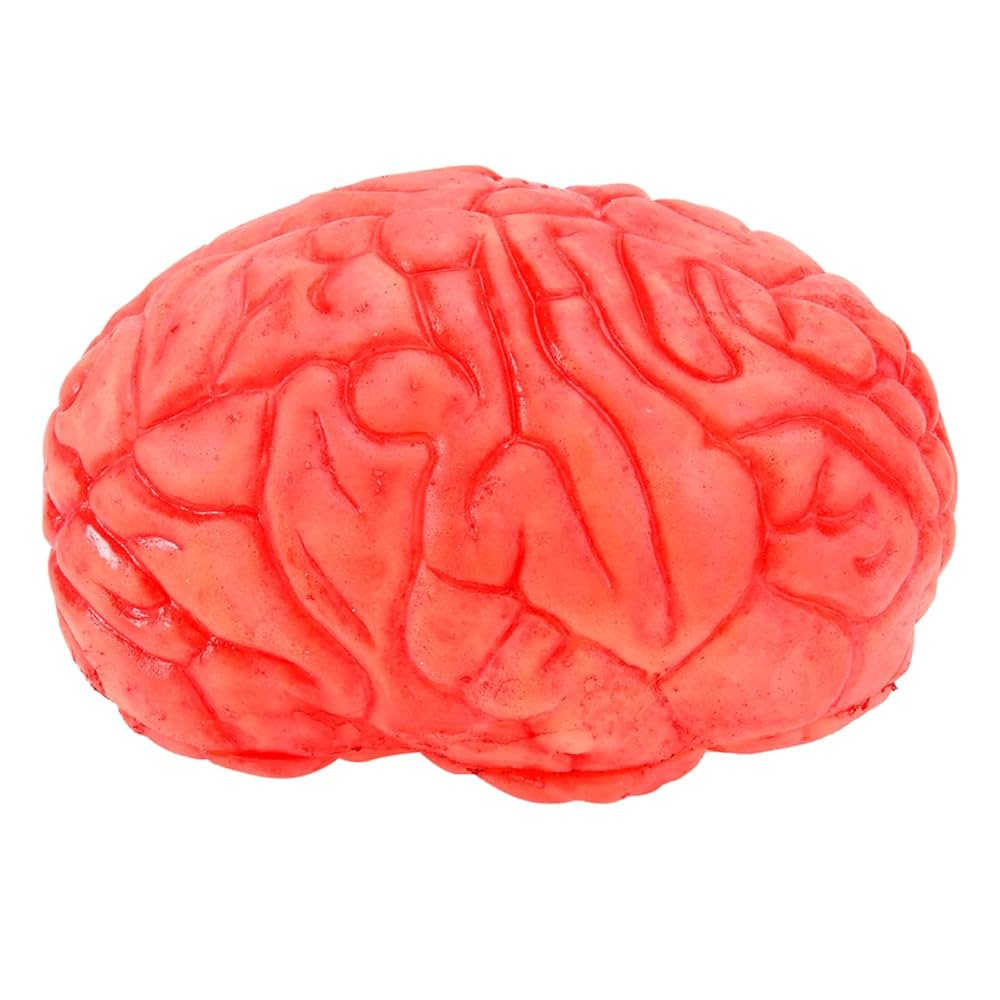 Brain Model Toy for Students: Boost Learning with Interactive Fun