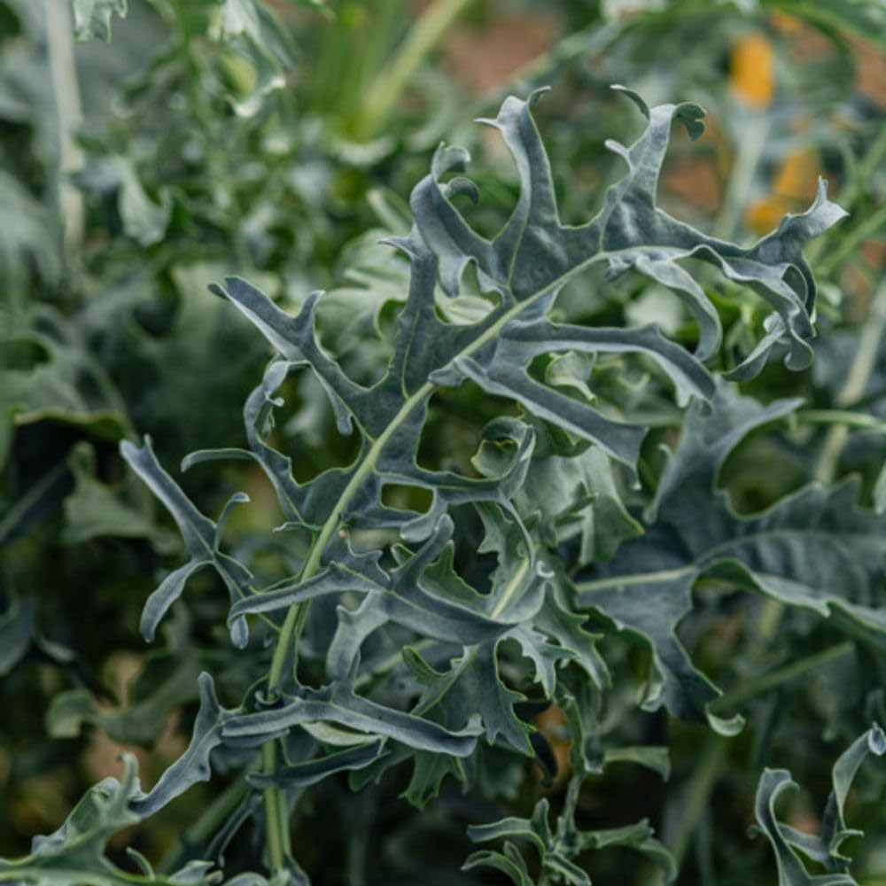 Kale ‘Jagallo Nero’ 6 Postiplugs – Hardy Cut-and-Come-Again Kale – Decorative Blue-Grey Serrated Leaves – Mild, Sweet Flavour – Ideal for Vegetable Beds & Winter Harvest by Thompson & Morgan