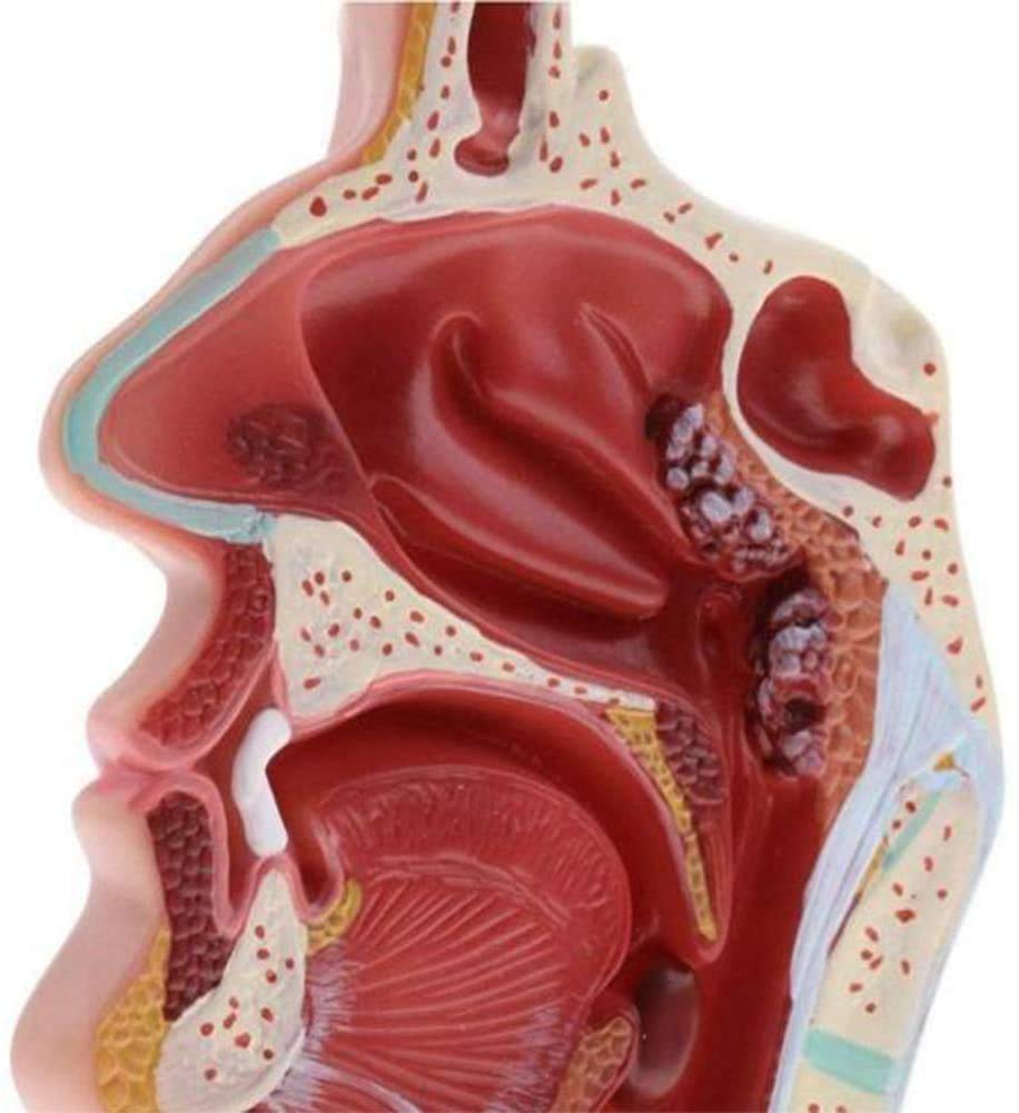 Nasale Gola Modello, Organo anatomico, laryngopharynx nasale cavità longitudinale Sezione, Usato per Forniture mediche Laboratorio didattico