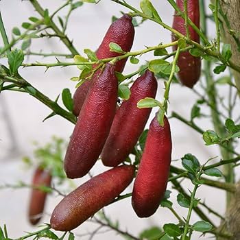 2年生　フィンガーライム接木苗／レッドシャンパン　樹高90cm 8号鉢 Amazon.co.jp: フィンガーライム レッドシャンパン 接木2年生