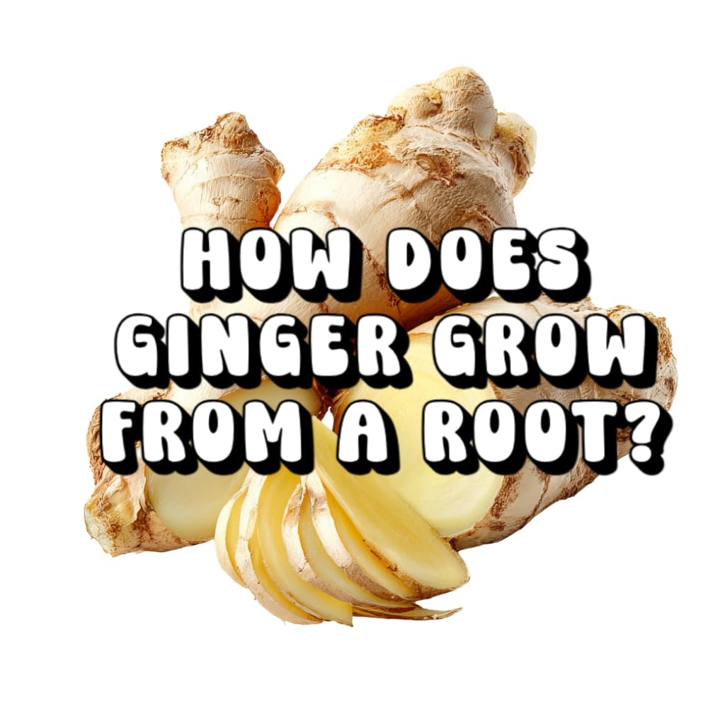 How Does Ginger Grow From a Root?