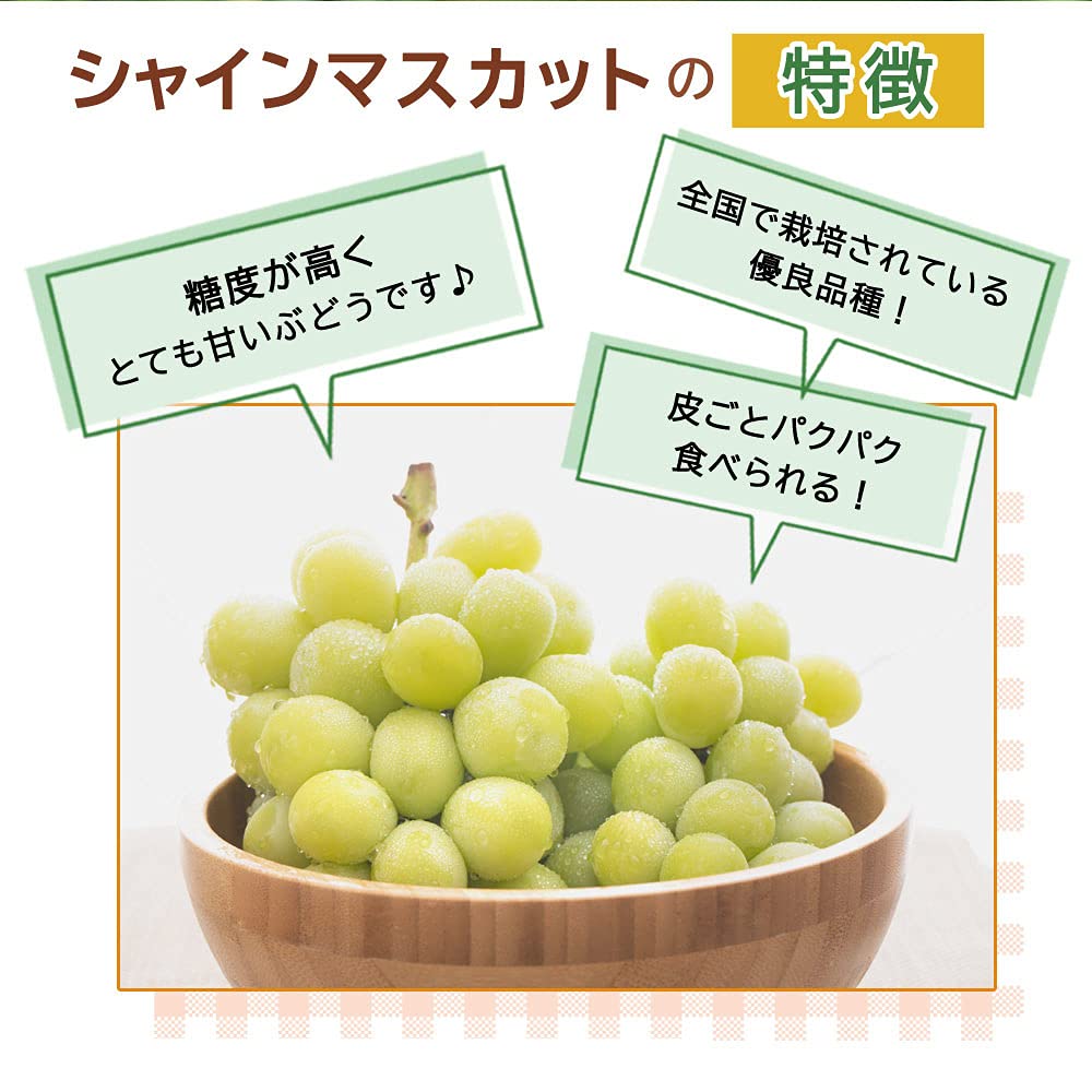 実付き苗 育成苗販売 ブドウ苗 シャインマスカット苗 早い者勝ち！‼️ 実付き苗 育成苗販売 ブドウ苗 シャインマスカット苗 早い者勝ち