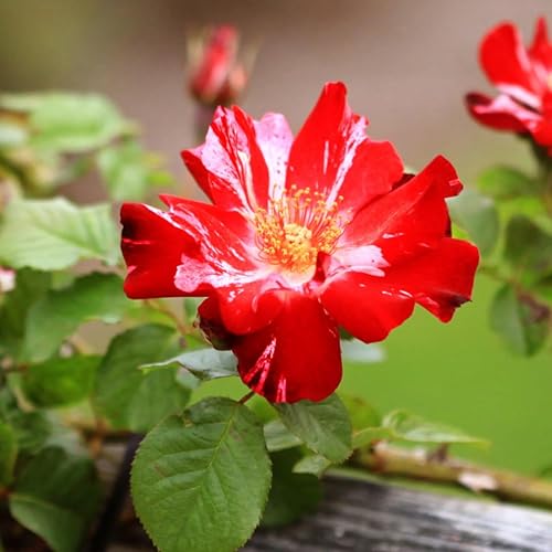 Plantas vivas de rosas trepadoras, rosales listos para plantar, sin maceta, podados, bien enraizados, de 6 a 8 meses de edad (Fourth of July)
