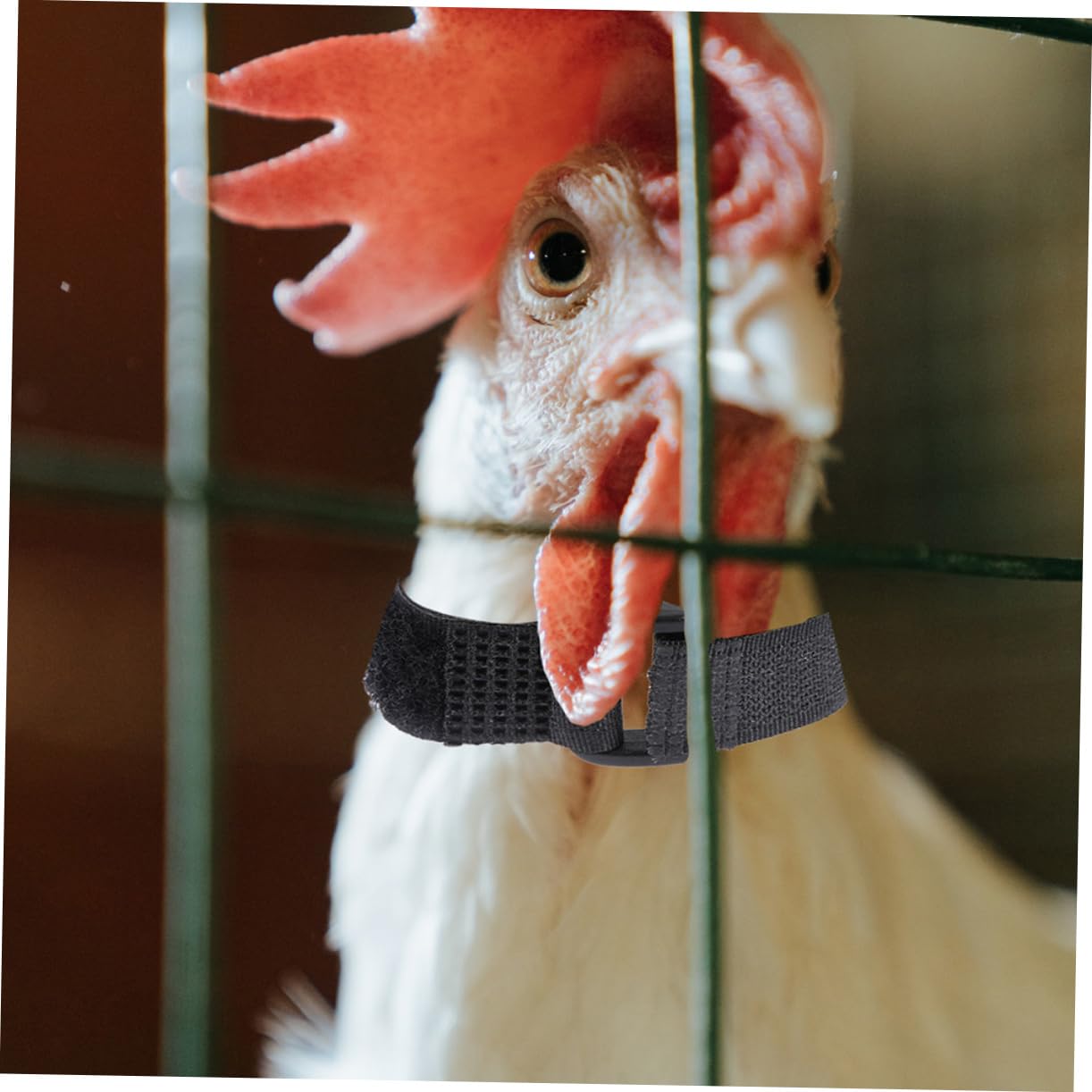BESPORTBLE 4pcs -snag Rooster Neck Collar Noise Prevention Chicken Collar Adjustable Chicken Supplies