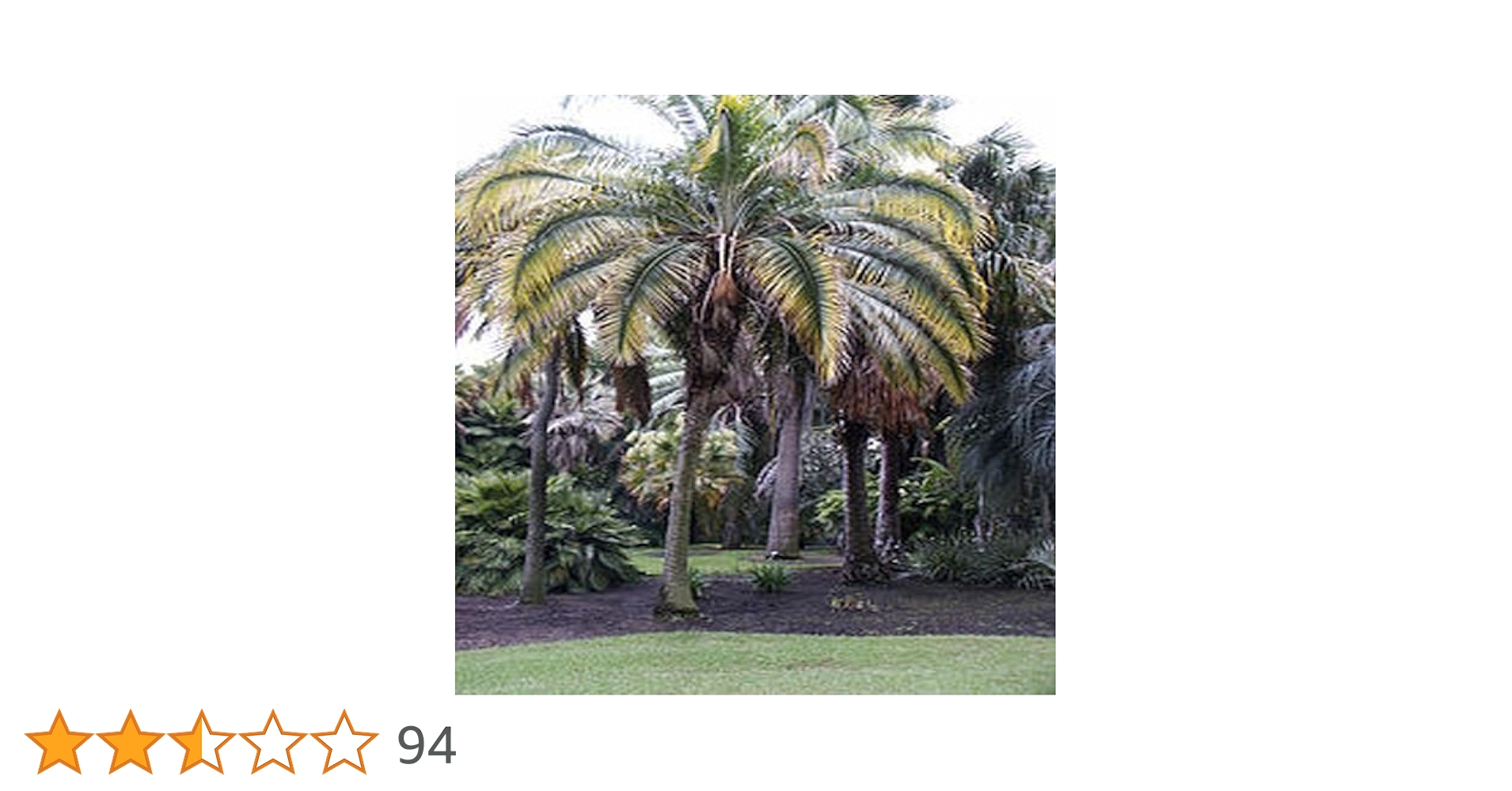 Amazon｜【観葉植物／種子】Phoenix Rupicolaフェニックス