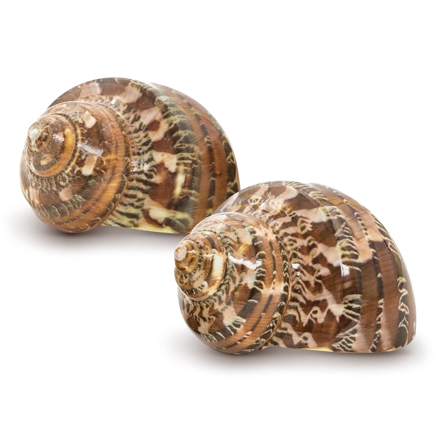 Hermit Crab Shells - Turbo Shells for Decor & Crafts -7