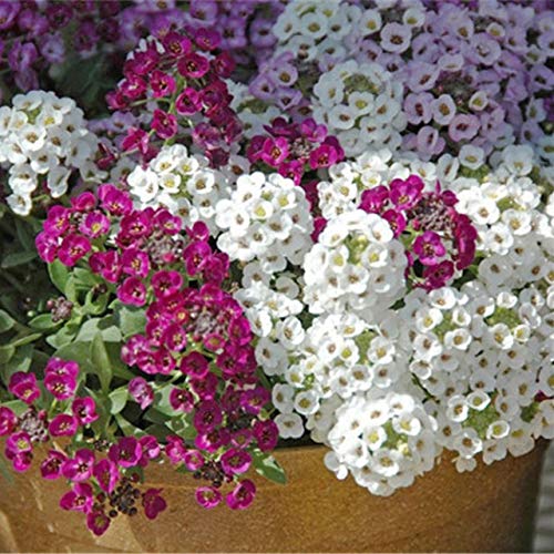 50 pcsseedsFlower Seeds Perennial Ground Cover Flower Seeds For Home