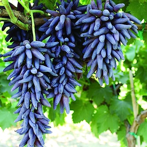 Image of GreenWorld Special Sweet long finger Seedless Black Grape Plant /Black Beauty (PACK Of 1) Healthy /Kala Angoor Live Plant.