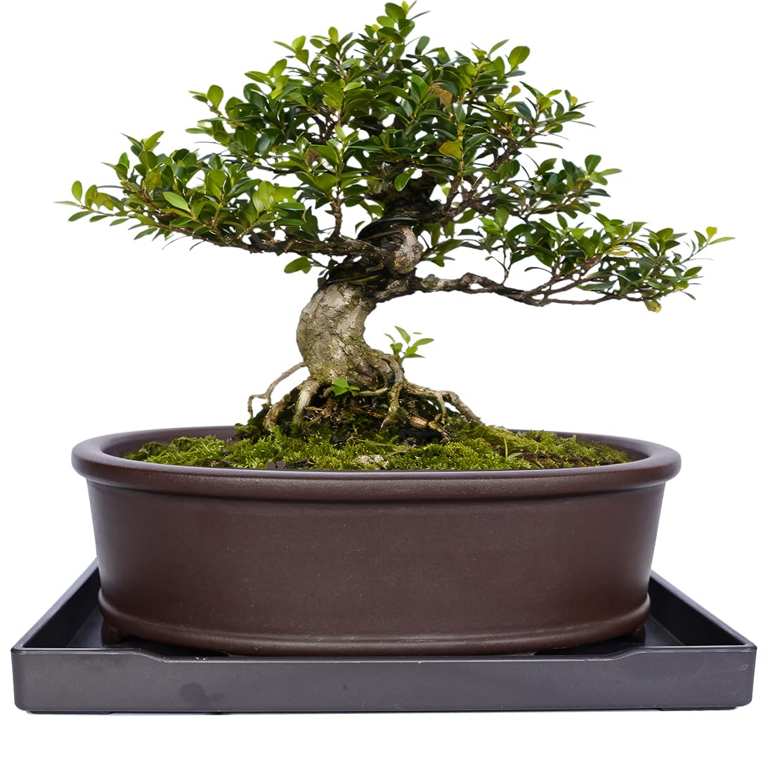 MUZHI Unglazed Zisha Bonsai Pot with Drainage Tray, Oval Vintage Brown Bonsai Planter with 4 Raised Feet for Juniper Maple or Succulent Planter Pot with Drip Tray (Oval)