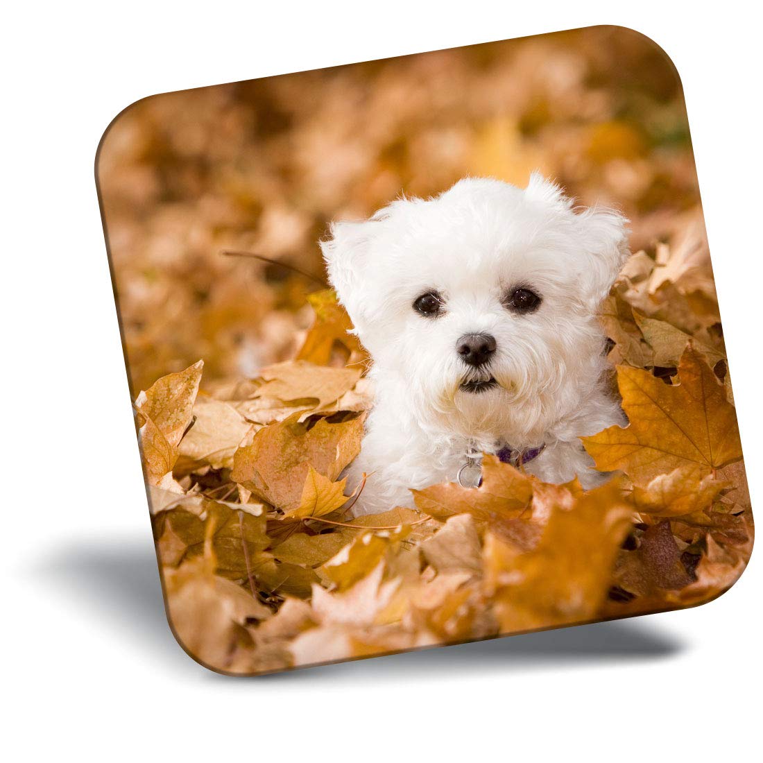 Destination Vinyl Ltd Multicolor Fridge Magnet - Cute West Highland Terrier Dog Westie Puppy 24424