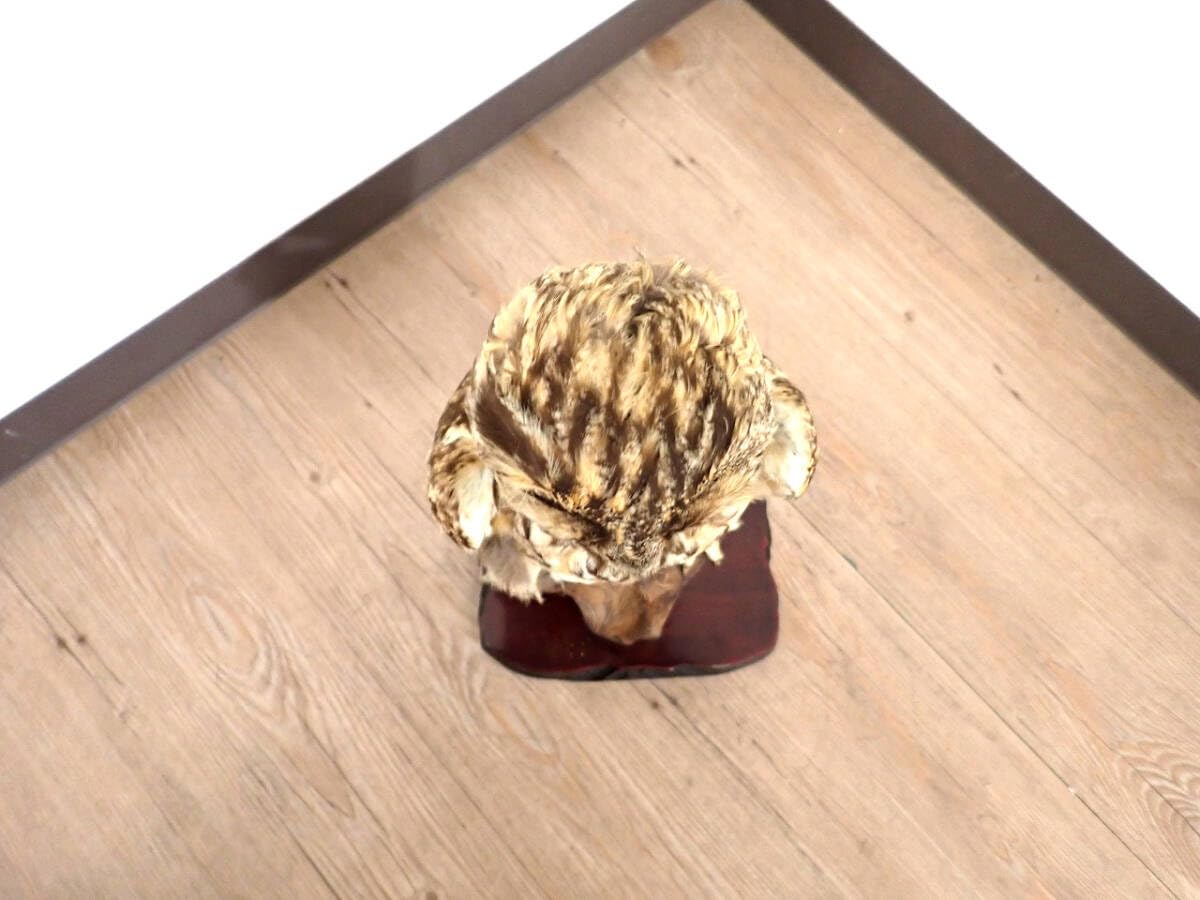 Amazon.co.jp: フクロウ 剥製 台座付き W150×D150×H310mm 立木台 猛禽