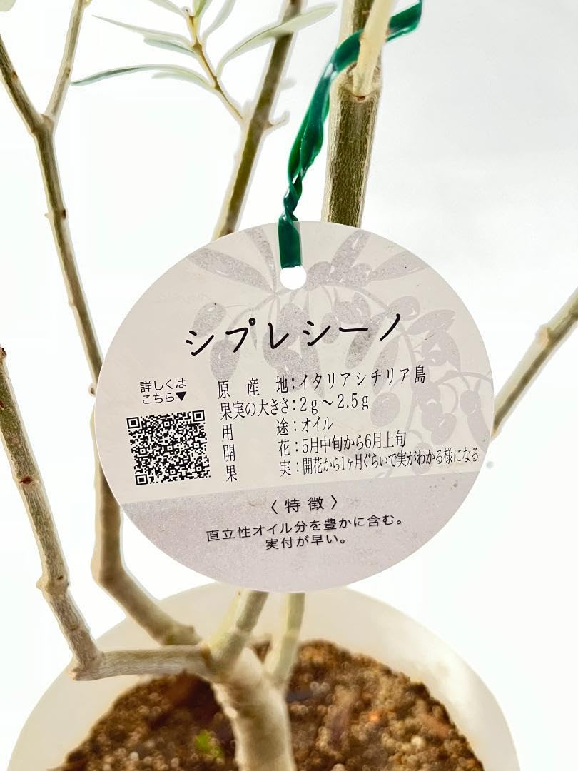 オリーブの木 シプレシーノ 10号 約150cm K-41 一点物 人気品種 【公式