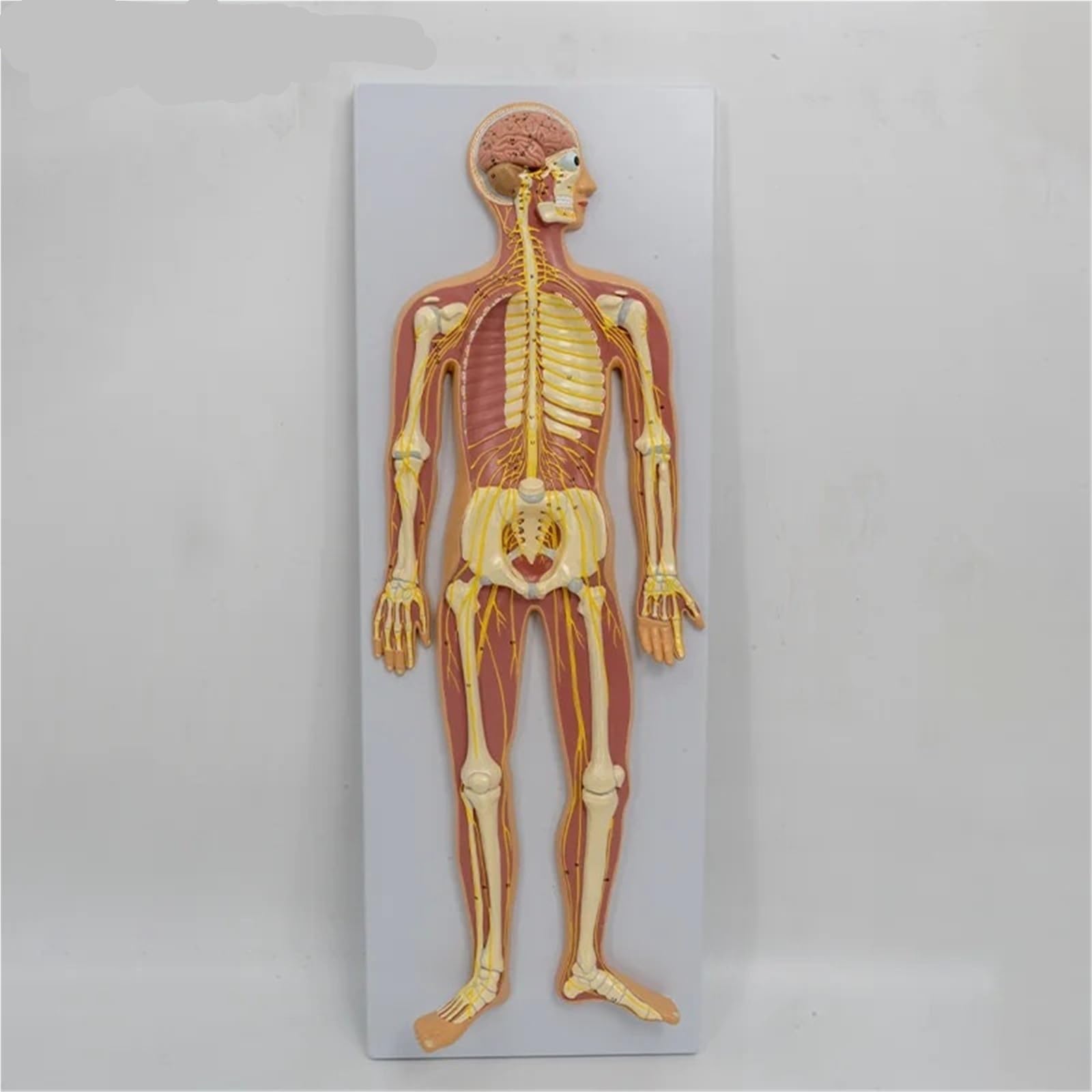 Model anatomii ludzkiego układu nerwowego mózg dystrybucja nerwów kręgosłupa pomoc dydaktyczna wyświetlacz szkieletu 1/2 rozmiar życia