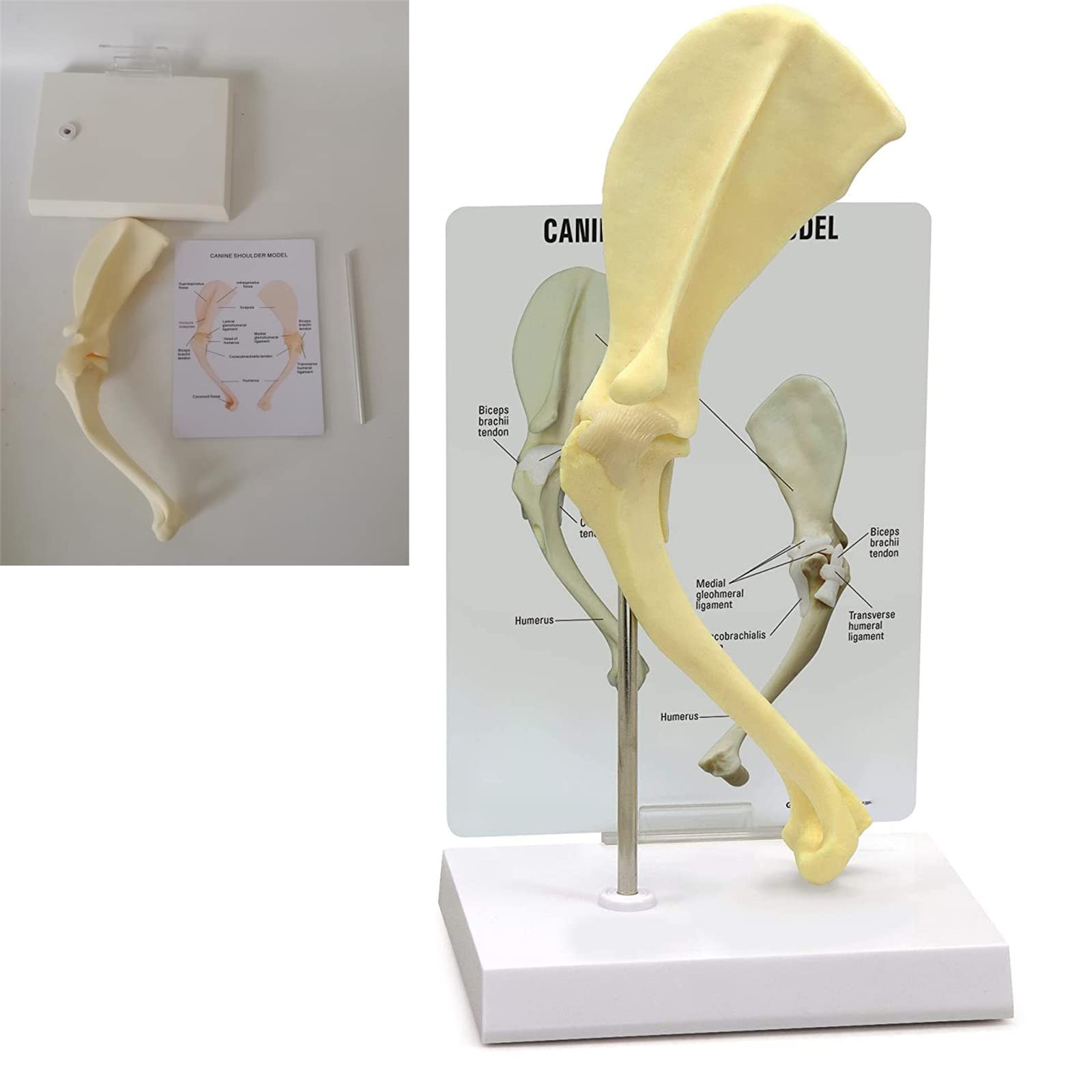 Shoulder Joint Model Animal Body Anatomy Replica of Normal Dog Shoulder for Veterinary Office Educational Tool Anatomicals