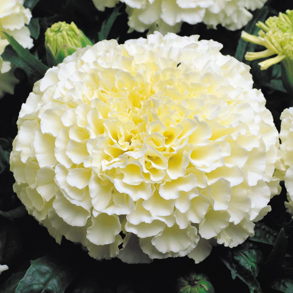 Zabbus Seeds Marigold Inca White Flower Seeds Hybrid F1 Seeds for Home Garden All Season (10 Seed) (B0BH1KHPHF) Amazon Price History, Amazon Price Tracker