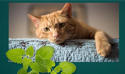 Miniatura 13 de Semillas de hierba gatera - Nepeta cataria para plantar, más de 2200 semillas de hierbas, cultivo en interiores o exteriores, reliquia, sin OMG, a