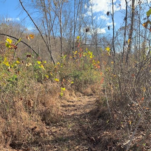 Forward Walk cover art