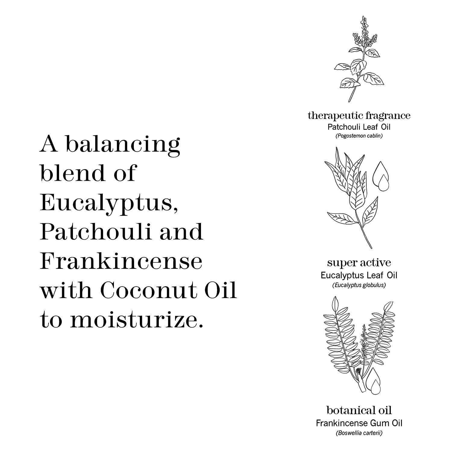 reputazione semaforo Pastore in the zone body lotion Nuovo significato Temporale Regolarmente