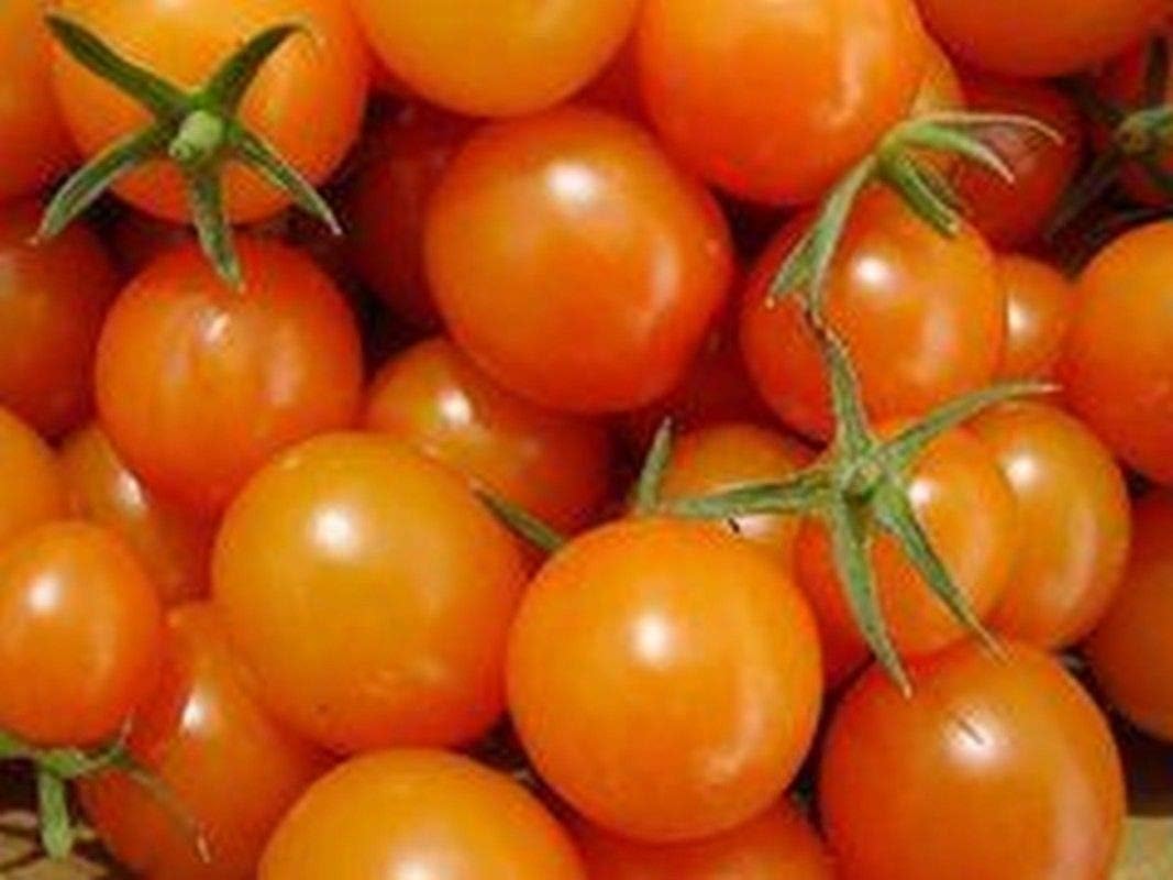 Amarillo F1 Hybrid Cherry Tomato Seeds Amarillo is a