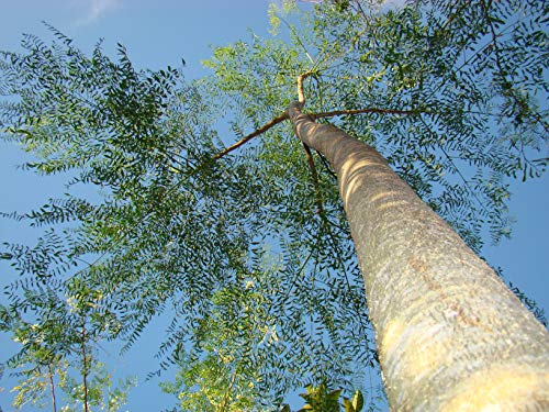 Asklepios-seeds® 100 Seeds of Moringa droughardii, drouhardii, Bottle Tree
