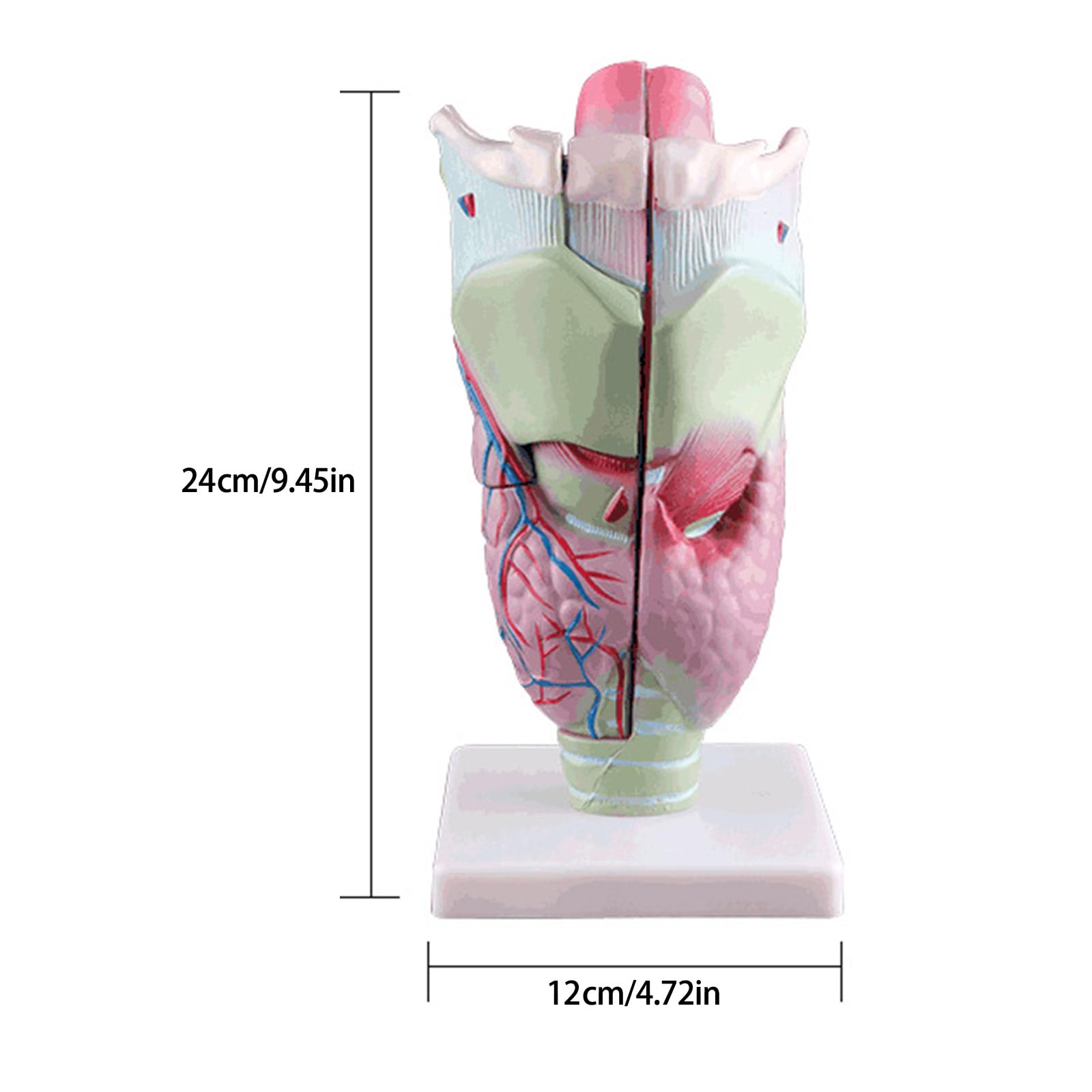 Modello anatomico della laringe Strumento per modello laringofaringeo del rinofaringe ingrandito Materiale didattico per lo studio della laringe Materiale didattico anatomico ingrandito umano