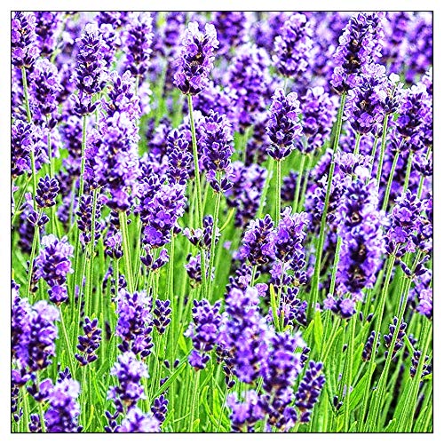 Best English Lavender Seeds Where to Buy?