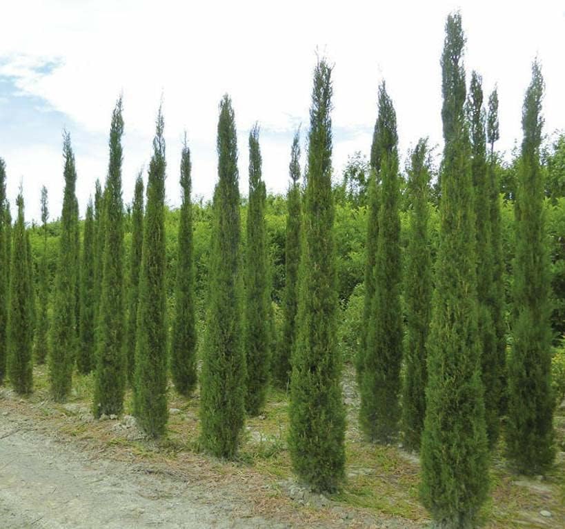 Miniatura 2 de Cupressus sempervirens stricta (ciprés italiano vertical), hoja perenne, grisáceo, follaje verde, pequeños conos marrones redondos, elige la