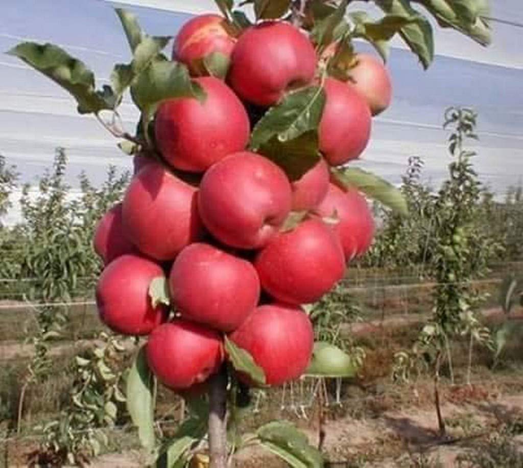 OhhSome Care Live World Famous Kashmir Apple Plant (B09N93PHVK) Amazon Price History, Amazon Price Tracker