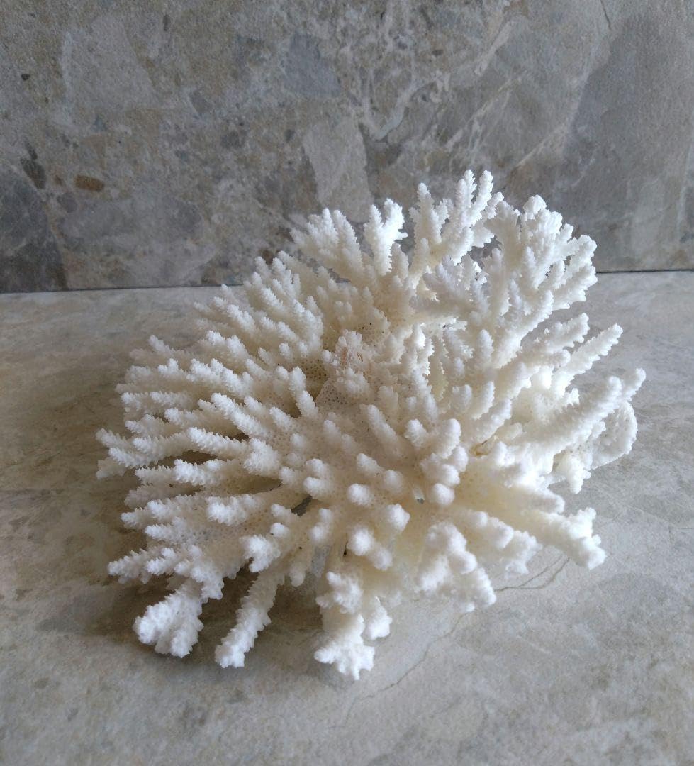 素敵☆ 珊瑚礁 珊瑚 貝殻 アロマストーン 白化珊瑚 白珊瑚 標本 細い枝 ⑮