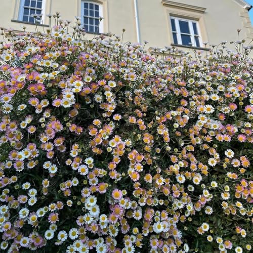 Semi di margherita spagnola resistenti all'esterno, erigeron karvinskiano, recisi da balcone perenni resistenti selvatici da balcone 100pcs