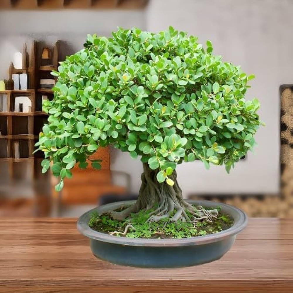 Ficus Ginseng Bonsai Live Plant Ficus Microcarpa Pack of 1 ed6 | Air Purifying, Indoor Houseplant, Easy Maintenance, Home & Office Decor, Lucky Plant-image-20
