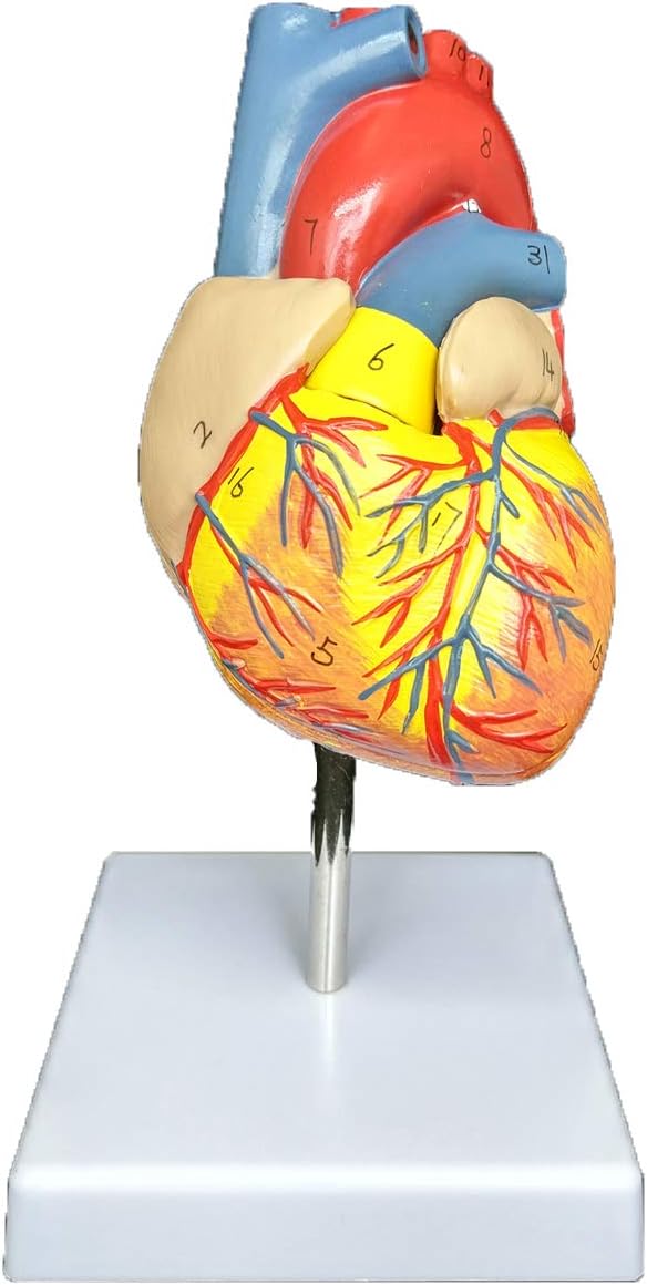Human Heart Model Anatomically Accurate,Study Display Teaching Medical Model, Life Size,1:1,3D, 2 Parts
