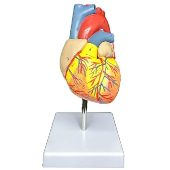 Human Heart Model Anatomically Accurate,Study Display Teaching Medical Model, Life Size,11,3D, 2 Parts