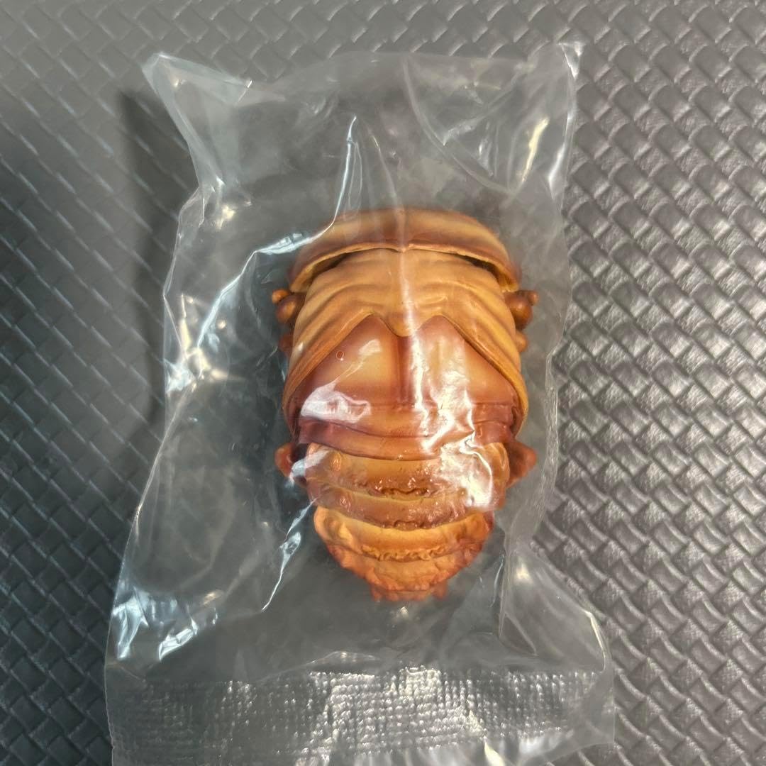 Tanzania Helicopris pirmal 51mm L <1005z昆虫・標本・カブトムシ