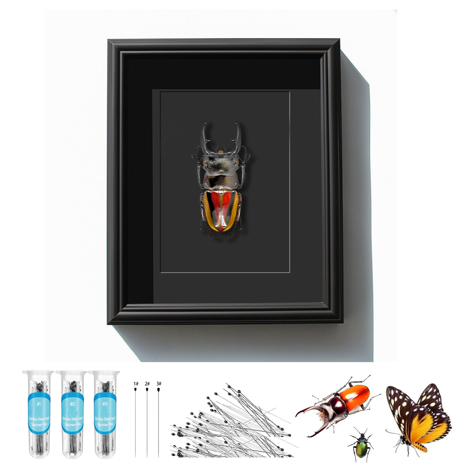 Insect Showcase with Clear lid, EVA Foam Wing Tray and Three Types of Insect pins & Three Types of Tweezers, Insect Shadow Box Set Entomology Supplies for Collecting Butterfly specimens (Black)