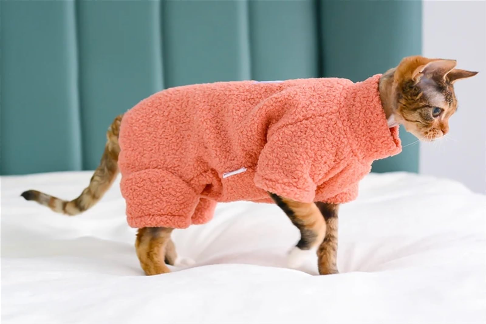 petfunhome Pet Cat